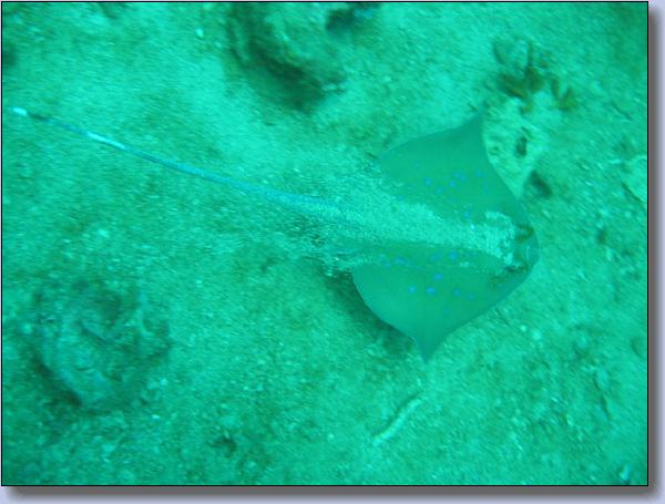 008. Bluespottet stingray.jpg